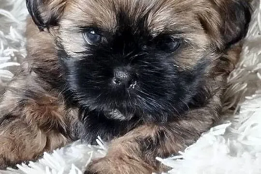 Złoty Shih tzu z rodowodem, Łódzkie, Wróblew