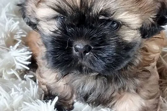 Złoty Shih tzu z rodowodem, Łódzkie, Wróblew
