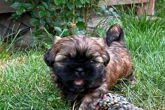 Złoty Shih tzu z rodowodem, Łódzkie, Wróblew
