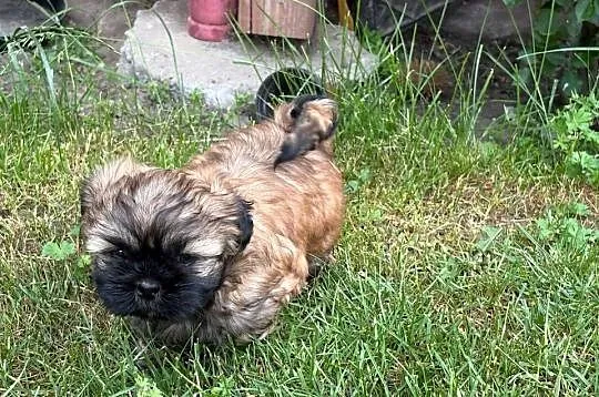 Złoty Shih tzu z rodowodem, Łódzkie, Wróblew