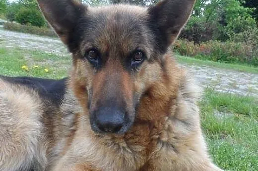 Przyjazna suczka OWCZAREK NIEMIECKI ADOPCJA,  Kundelki cała Polska