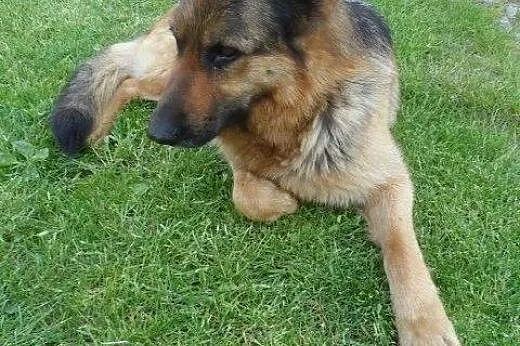Przyjazna suczka OWCZAREK NIEMIECKI ADOPCJA,  Kund
