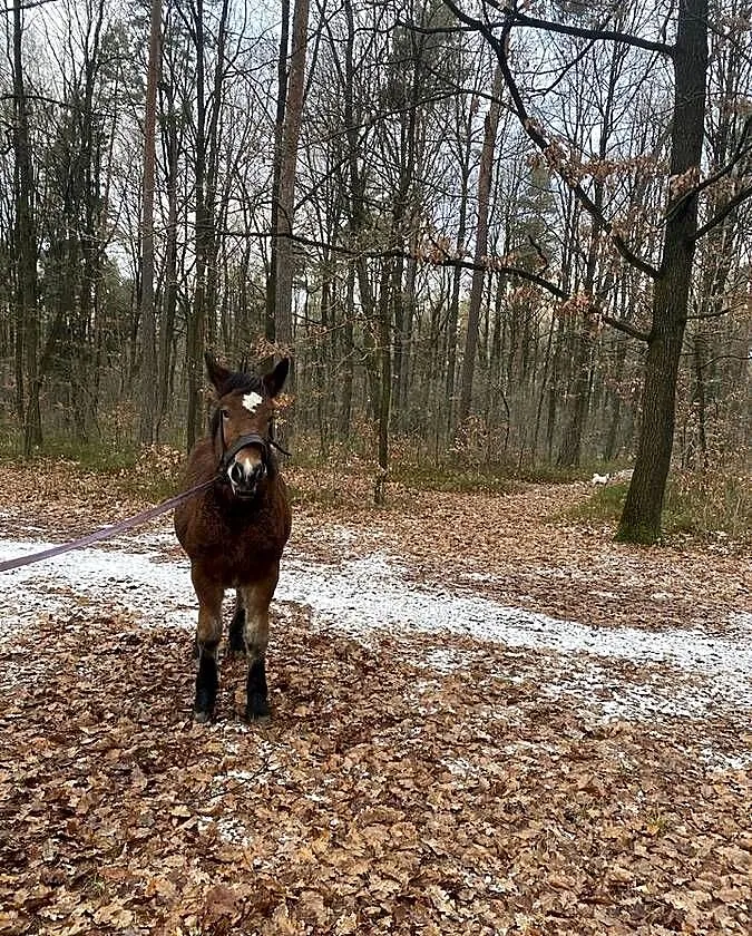 Sprzedam źrebice, Lubelskie, Ryki