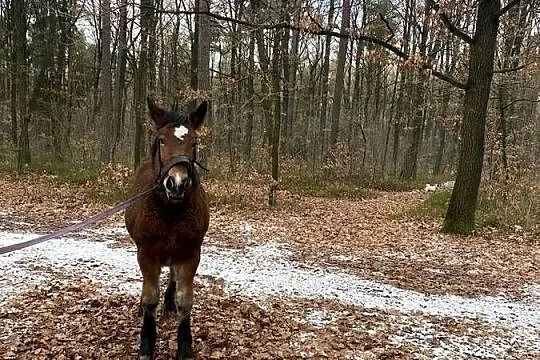 Sprzedam źrebice, Lubelskie, Ryki