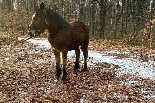 Sprzedam źrebice, Lubelskie, Ryki