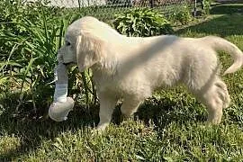 Golden Retriever ZKwP suczka