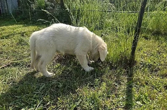 Golden Retriever ZKwP suczka, Opolskie, Praszka
