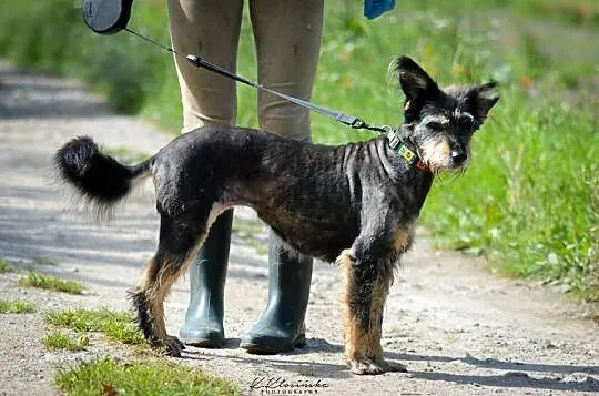 Opanowana, przyjazna Pola, wspaniała kudłata suczk