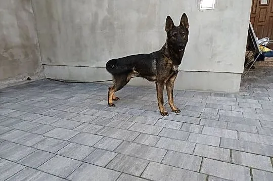 Owczarek Niemiecki, Łódzkie, Sieradz