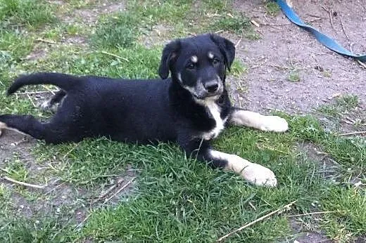 Dwie śliczne sunie szukają dobrego domu,  łódzkie 