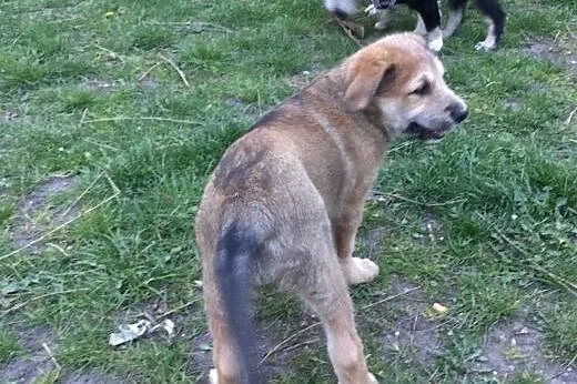 Dwie śliczne sunie szukają dobrego domu,  łódzkie 