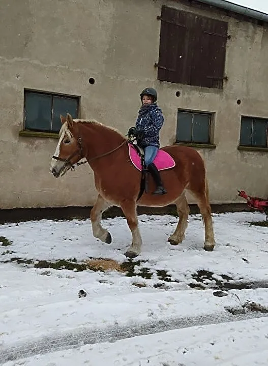 Sprzedam/ wymienię klacz zimnokrwistą, , Sadki