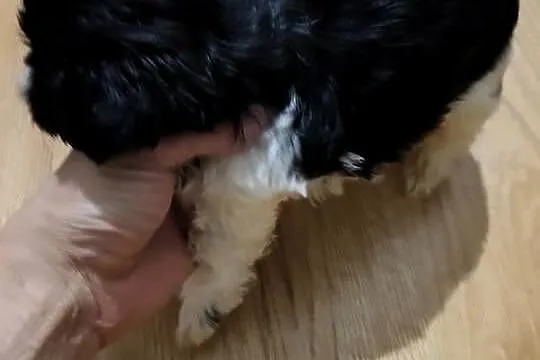Szczeniak Shih Tzu