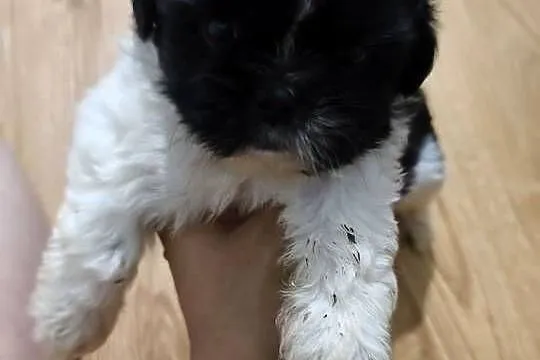 Szczeniak Shih Tzu, Dolnośląskie, Oleśnica