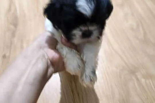 Szczeniak Shih Tzu, Dolnośląskie, Oleśnica