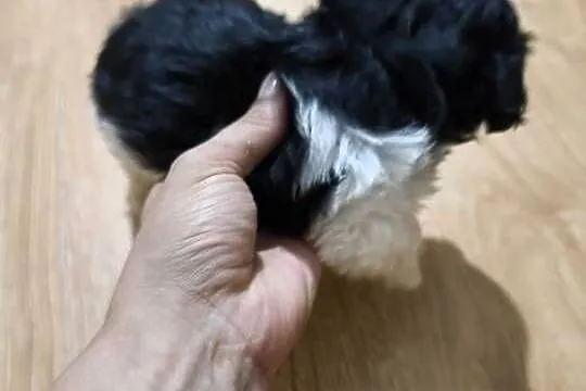Szczeniak Shih Tzu, Dolnośląskie, Oleśnica