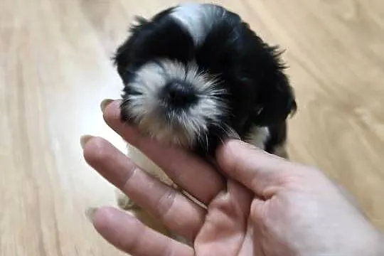 Szczeniak Shih Tzu, Dolnośląskie, Oleśnica