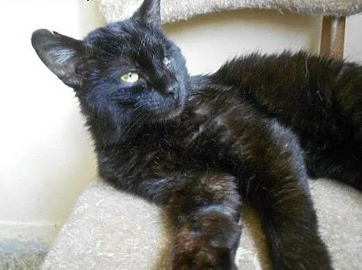 Jednooki Mango do adopcji!!!, łódzkie Łódź