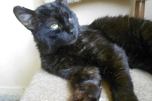 Jednooki Mango do adopcji!!!,  łódzkie Łódź