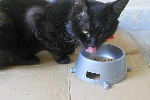 Jednooki Mango do adopcji!!!,  łódzkie Łódź