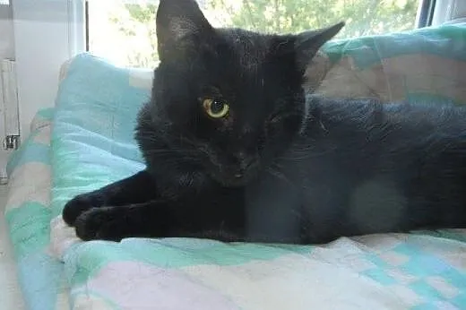 Jednooki Mango do adopcji!!!,  łódzkie Łódź