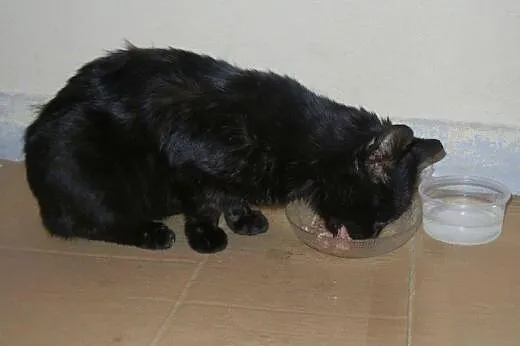 Jednooki Mango do adopcji!!!,  łódzkie Łódź