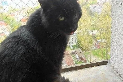 Jednooki Mango do adopcji!!!,  łódzkie Łódź