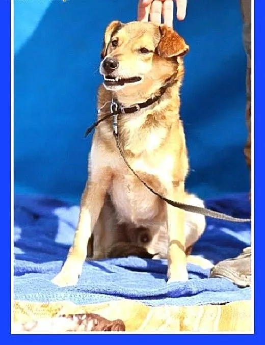 ADOPCJA-średni,delikatnej budowy,kocha ludzi,przyt