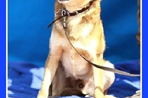 ADOPCJA-średni,delikatnej budowy,kocha ludzi,przyt