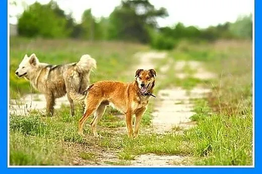 ADOPCJA-średni,delikatnej budowy,kocha ludzi,przyt