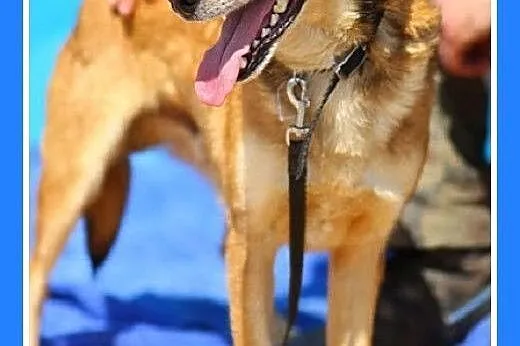 ADOPCJA-średni,delikatnej budowy,kocha ludzi,przyt