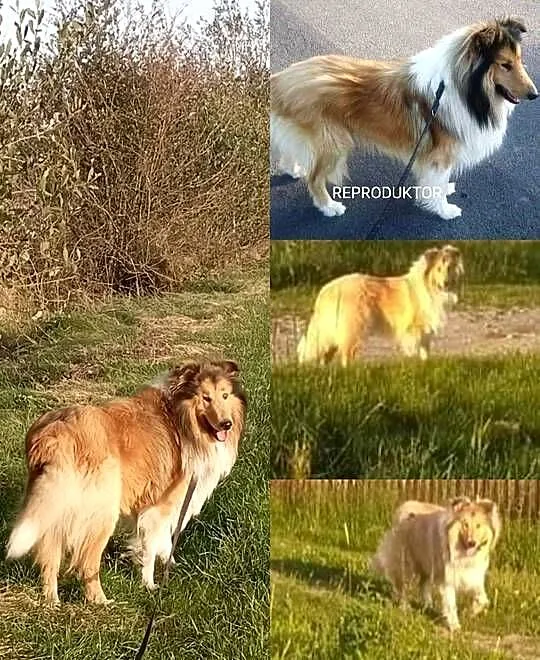 Owczarek szkocki collie piesek, Wielkopolskie, Koźmin Wielkopolski
