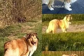 Owczarek szkocki collie piesek