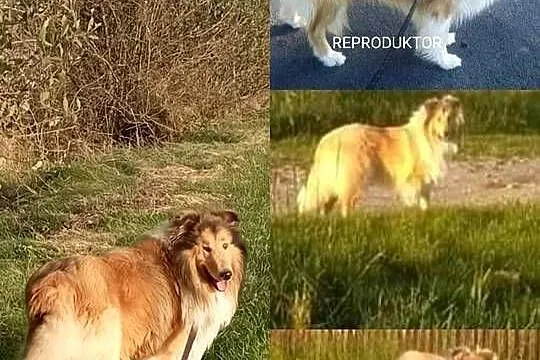 Owczarek szkocki collie piesek, Wielkopolskie, Koźmin Wielkopolski