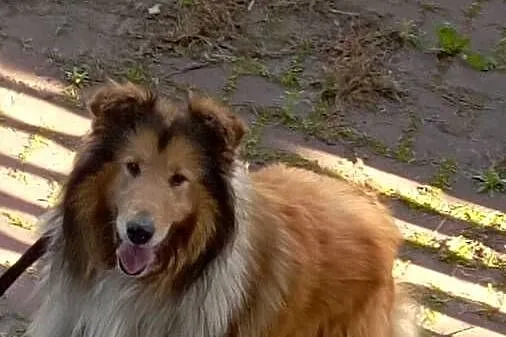 Owczarek szkocki collie piesek, Wielkopolskie, Koźmin Wielkopolski