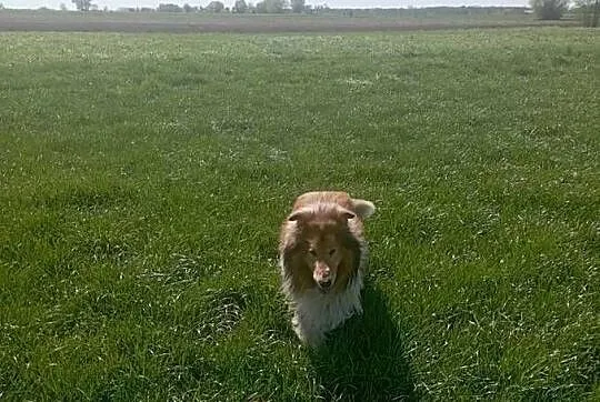 Owczarek szkocki collie piesek, Wielkopolskie, Koźmin Wielkopolski