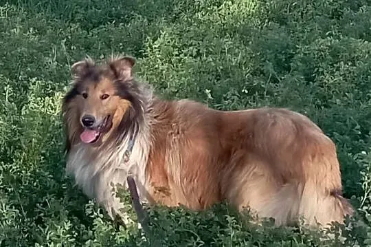 Owczarek szkocki collie piesek, Wielkopolskie, Koźmin Wielkopolski