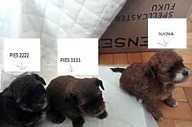 Przepiękne shihpoo F1 (mama tata shih poo )