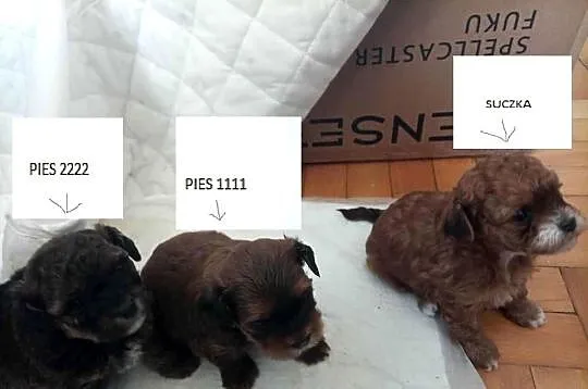 Przepiękne shihpoo F1 (mama tata shih poo )