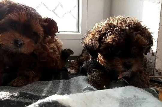 Przepiękne shihpoo F1 (mama tata shih poo ), Małopolskie, Wieliczka