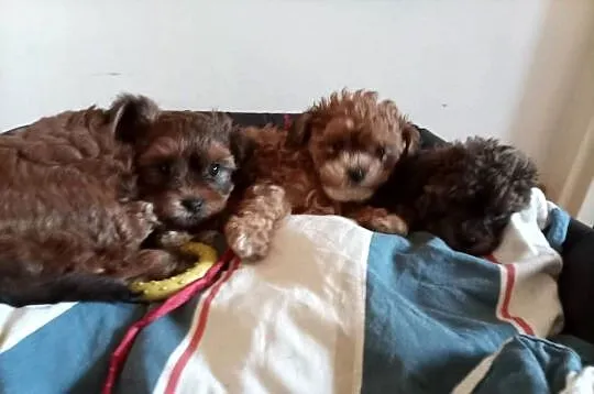 Przepiękne shihpoo F1 (mama tata shih poo ), Małopolskie, Wieliczka