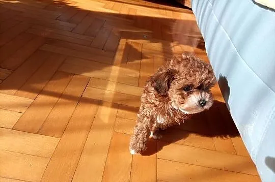 Przepiękne shihpoo F1 (mama tata shih poo ), Małopolskie, Wieliczka