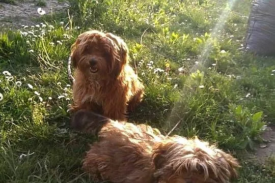 Przepiękne shihpoo F1 (mama tata shih poo ), Małopolskie, Wieliczka