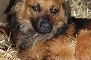RUDZIA - śliczna, 12 kg sunia szuka domu!,  mazowieckie Warszawa