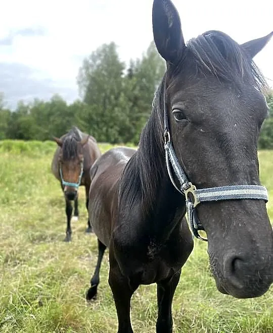 Piękny roczny Koń Ogierek Ogier, Warmińsko-mazurskie, Pisz