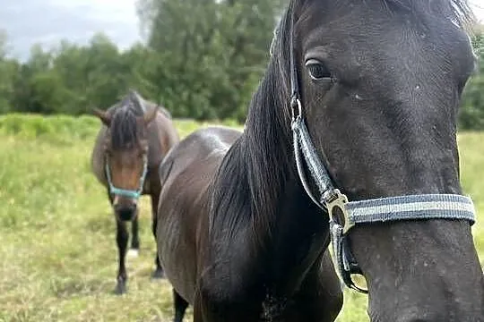 Piękny roczny Koń Ogierek Ogier, Warmińsko-mazurskie, Pisz