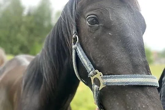 Piękny roczny Koń Ogierek Ogier, Warmińsko-mazurskie, Pisz