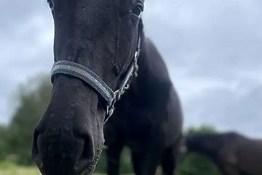 Piękny roczny Koń Ogierek Ogier, Warmińsko-mazurskie, Pisz