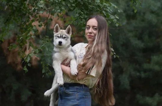 Siberian Husky samczyk Heterochromia po championach ZKwP/FCI 512007790, , Łódź