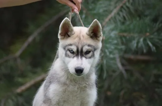 Siberian Husky samczyk Heterochromia po championach ZKwP/FCI 512007790